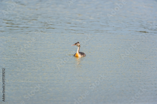 GREAT CRESTED GREBE - SOMORMUJO LAVANCO (Podiceps cristatus) photo