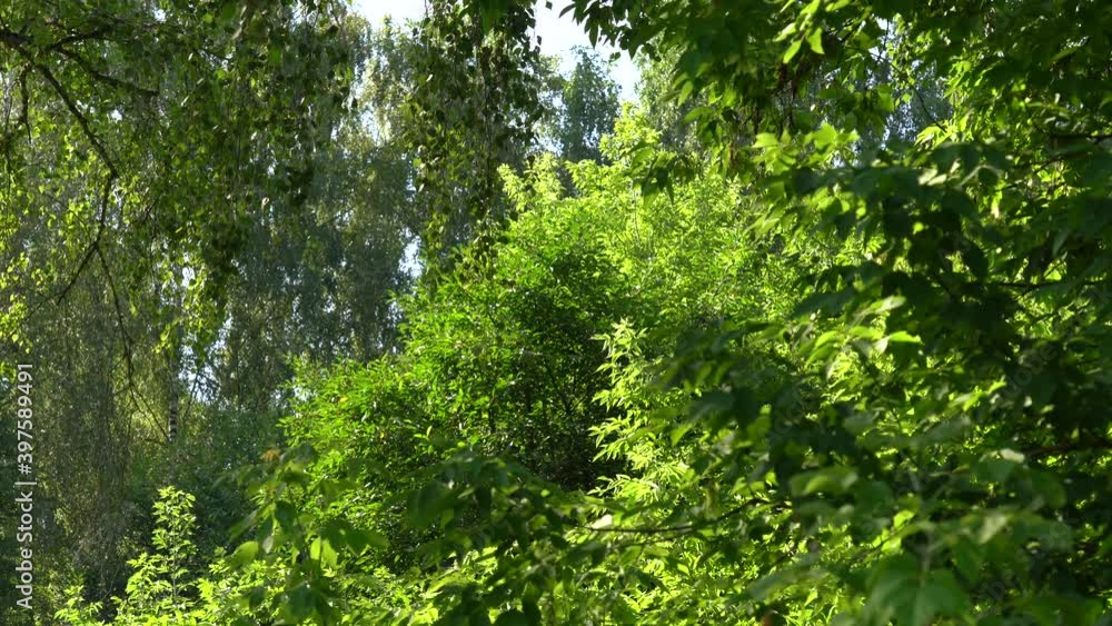 Different green trees, plants, weeds growing outside in summer forest Different green trees, plants, weeds growing outside in summer forest