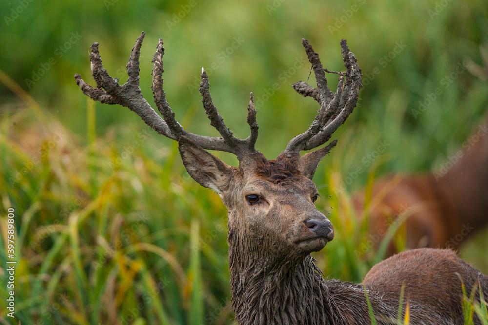 Fototapeta premium RED DEER - CIERVO COMUN O ROJO (Cervus elaphus)