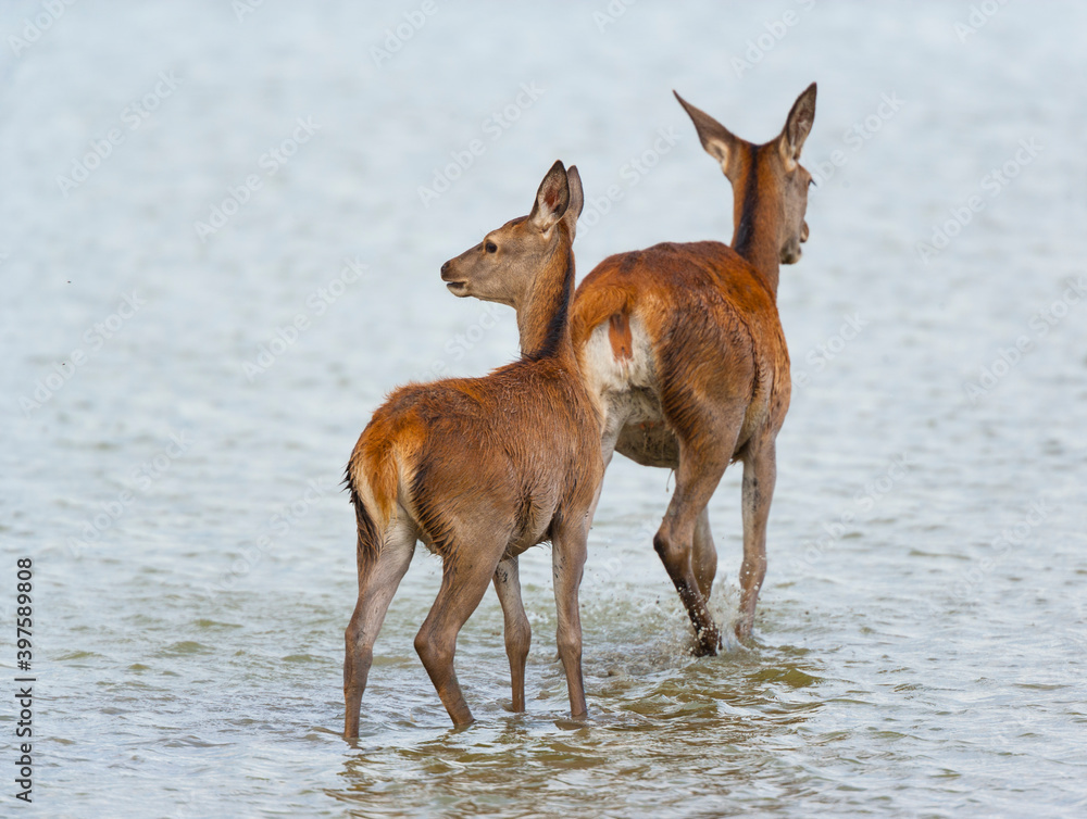 RED DEER - CIERVO COMUN O ROJO (Cervus elaphus) RED DEER - CIERVO COMUN O ROJO (Cervus elaphus)