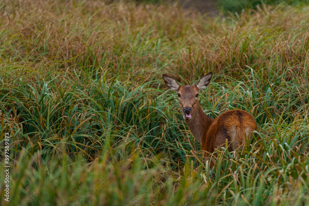 Obraz premium RED DEER - CIERVO COMUN O ROJO (Cervus elaphus)