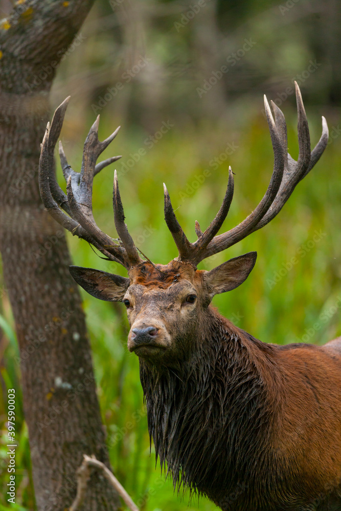 RED DEER - CIERVO COMUN O ROJO (Cervus elaphus) RED DEER - CIERVO COMUN O ROJO (Cervus elaphus)