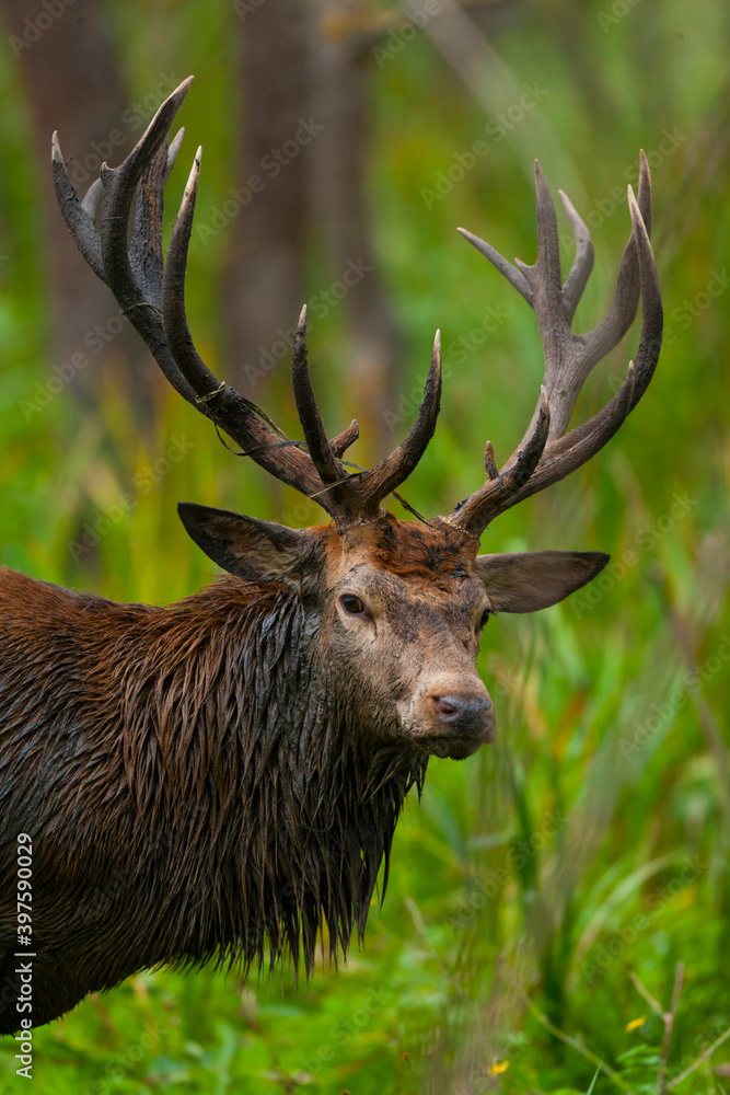 Obraz premium RED DEER - CIERVO COMUN O ROJO (Cervus elaphus)