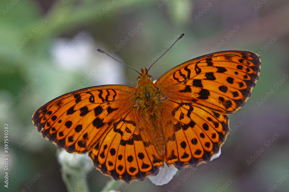 Blackberry Brentisi butterfly / Brenthis daphne Blackberry Brentisi butterfly / Brenthis daphne