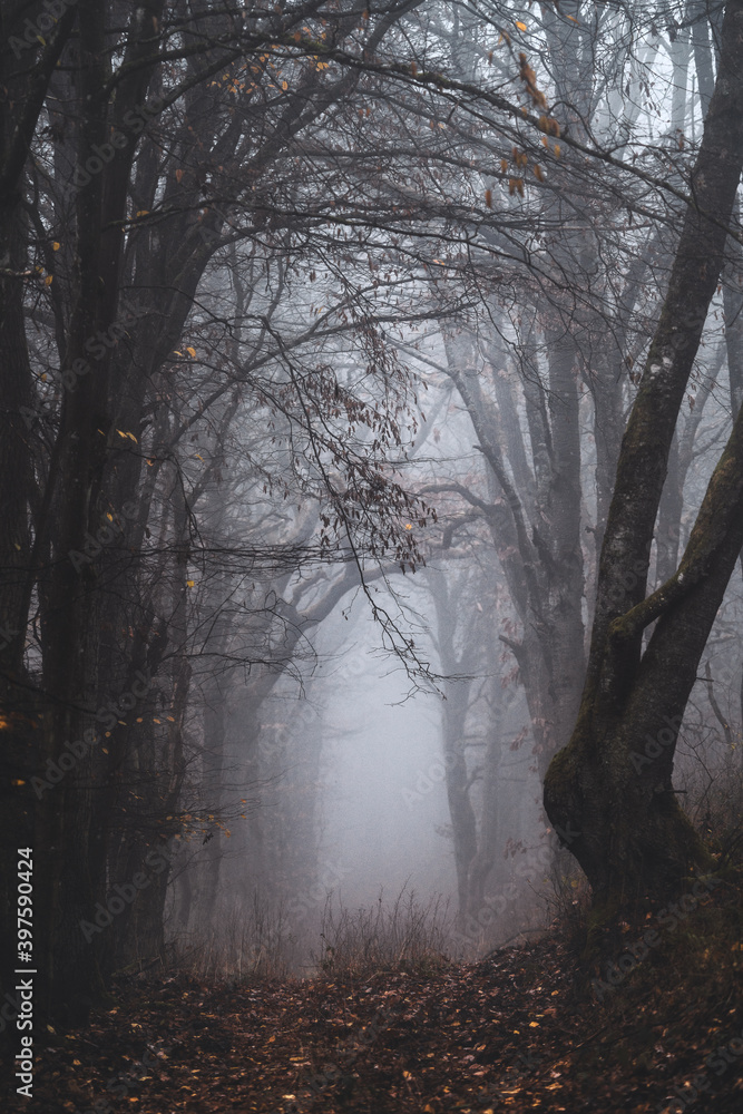 fog in the dark forest fog in the dark forest