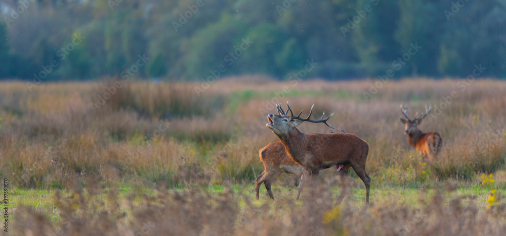 Naklejka premium RED DEER - CIERVO COMUN O ROJO (Cervus elaphus)