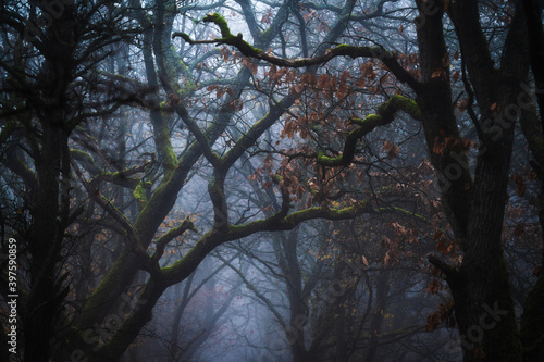 mossy branches in the foggy forest
