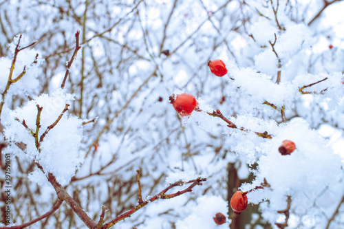 Owoce czerwonej róży pokryte śniegiem i lodem na jasnym zimowym tle w trakcie początku mroźnej zimy 