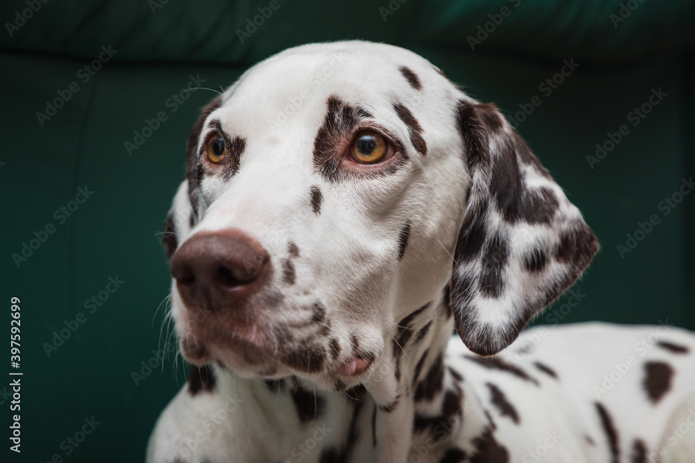 Beautiful and proud young, purebred Dalmatian female dog