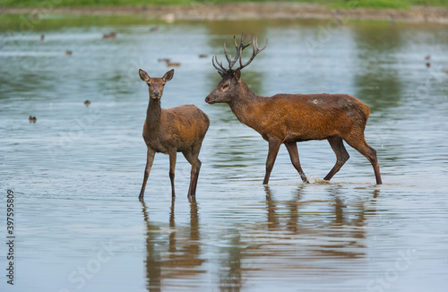 RED DEER - CIERVO COMUN O ROJO  Cervus elaphus 