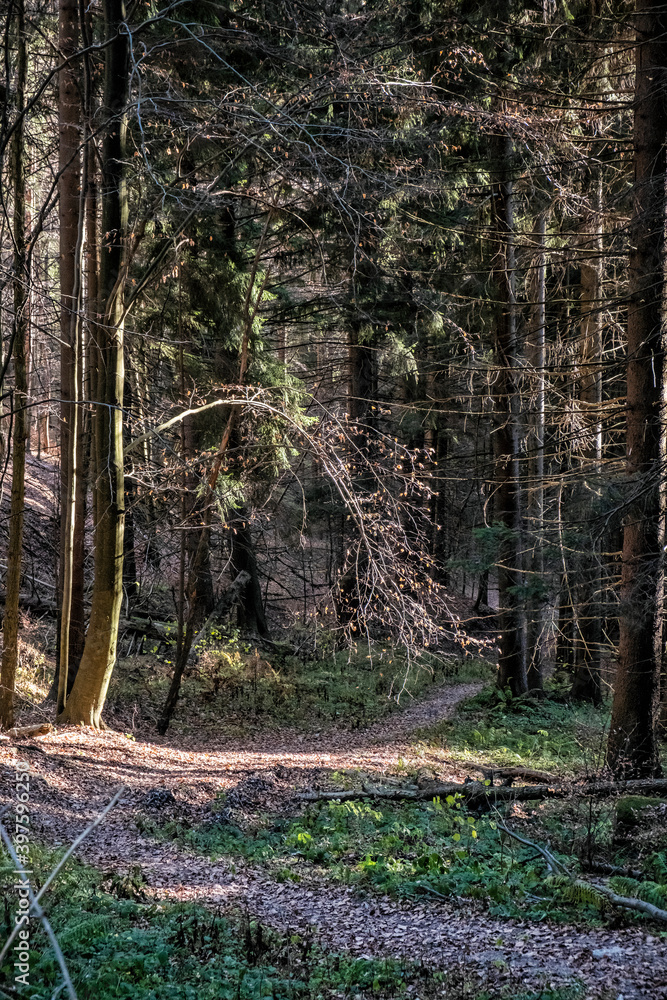 Obraz premium Footpath in coniferous forest, Little Fatra mountains, Slovakia
