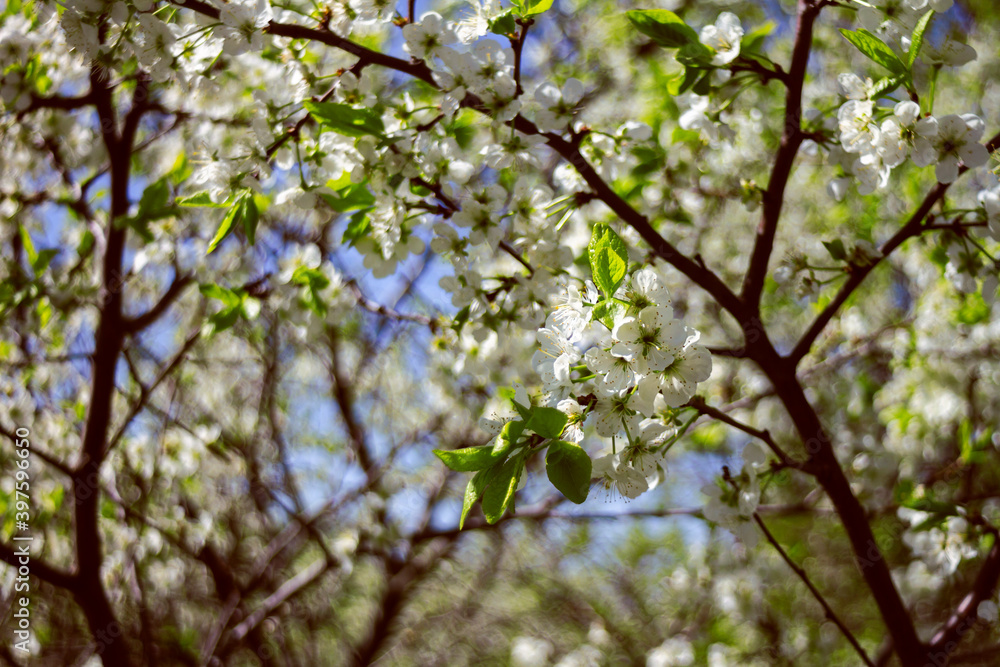 Beautiful spring blossoming plum tree Beautiful spring blossoming plum tree