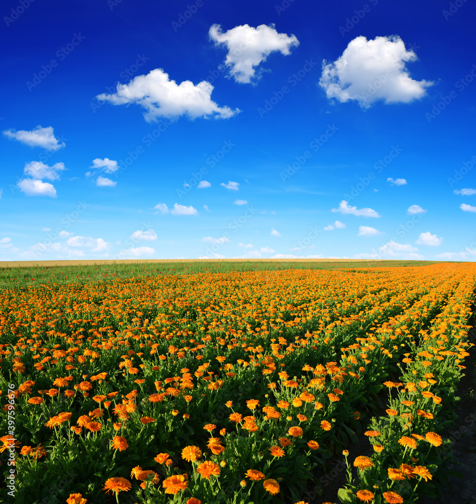 Pot Marigold (Calendula officinalis) growing on the field. Summer landscape with blue sky and clouds.