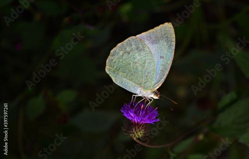 A white butterfly is feeding on the nectar of the flower.