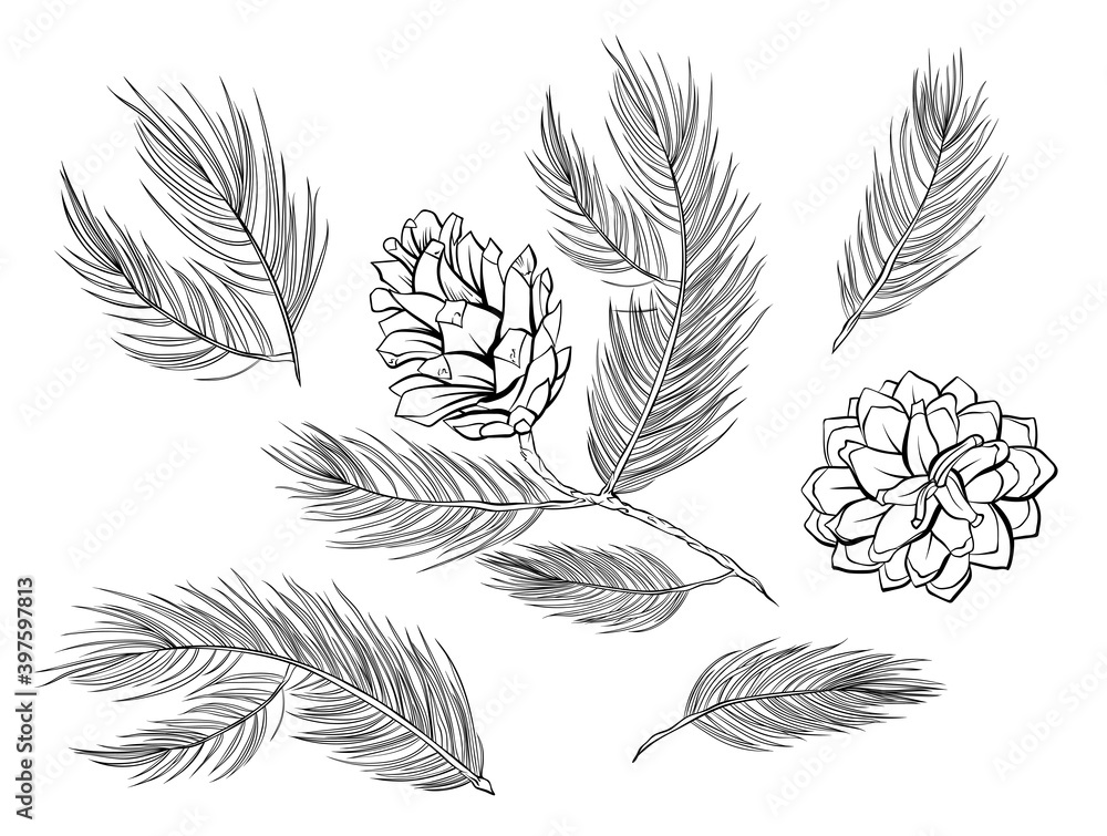 Pine cones, fir branches with pinecones, vector fir tree set of decoration elements. Fir cones, pine or cedar spruce branches black and white isolated line art set for Christmas Xmas decoration design Pine cones, fir branches with pinecones, vector fir tree set of decoration elements. Fir cones, pine or cedar spruce branches black and white isolated line art set for Christmas Xmas decoration design