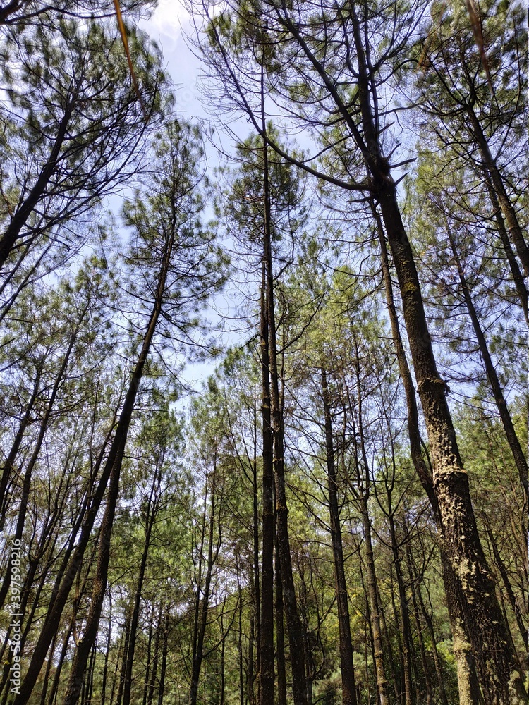 Fototapeta premium woods