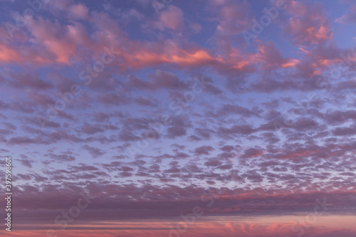 Dramatic beautiful sunrise, sunset pink violet blue sky with many little small clouds background texture
