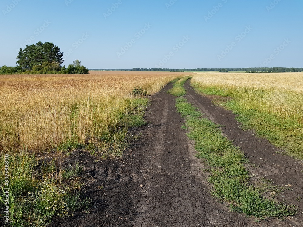 Dirt country road in a green field