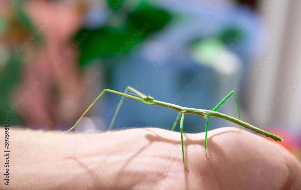 Scenes of life at home: a boy plays holding his stick insect on his hand, in the blurred background the kitchen table where the faunabox is being cleaned. Green leaves can be seen. Scenes of life at home: a boy plays holding his stick insect on his hand, in the blurred background the kitchen table where the faunabox is being cleaned. Green leaves can be seen.