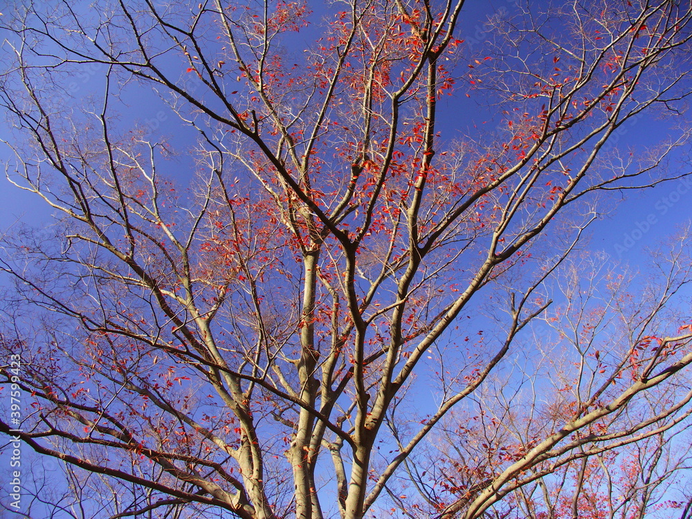 Fototapeta premium 冬の欅の枯れ木と青空
