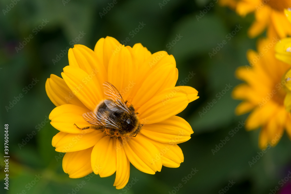 Bumblebee collects nectar from a flower on a summer day Bumblebee collects nectar from a flower on a summer day