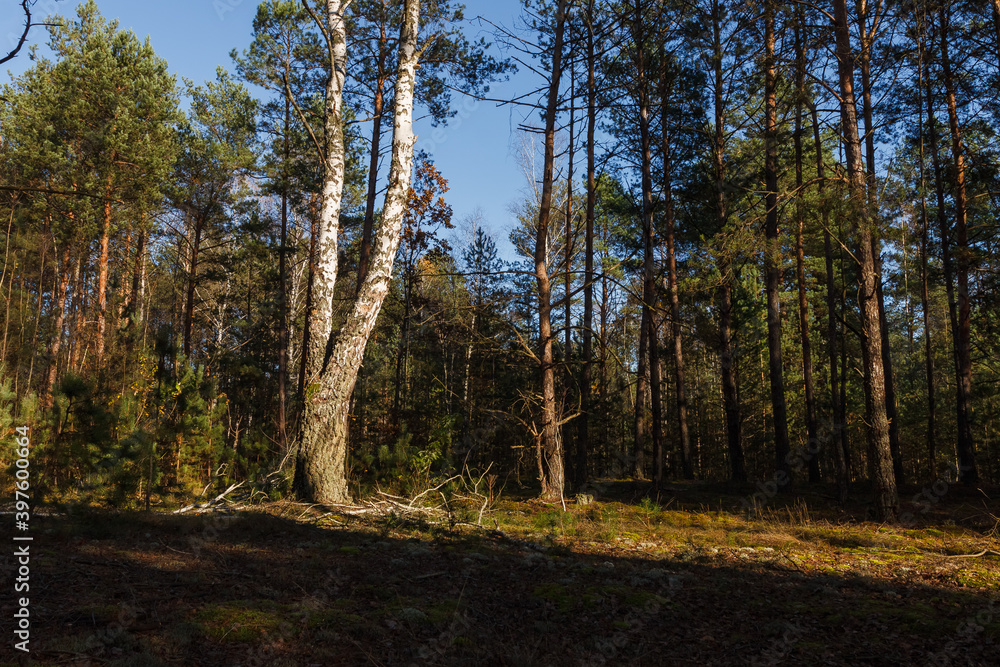 Birchs in a pine forestis illuminated by yellow evening sun light. 