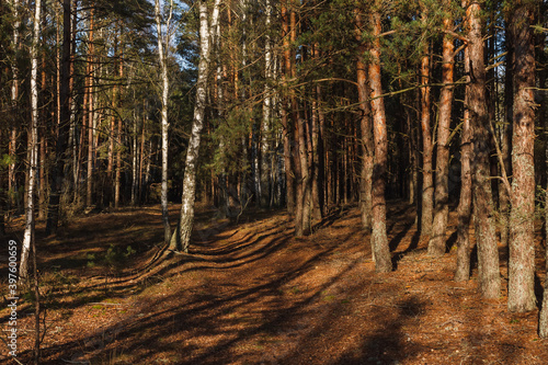 Fototapeta Naklejka Na Ścianę i Meble -  Birchs in a pine forestis illuminated by yellow evening sun light. 