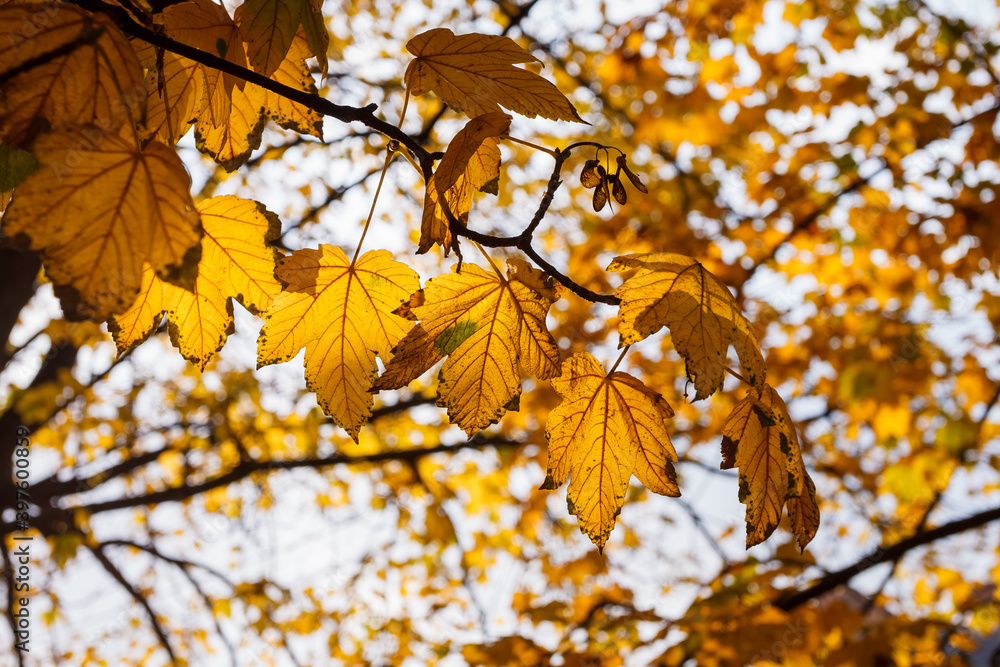 Yellow maple leaves in sunlight Yellow maple leaves in sunlight