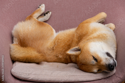 Lady dog sleeping upside down on a chair.