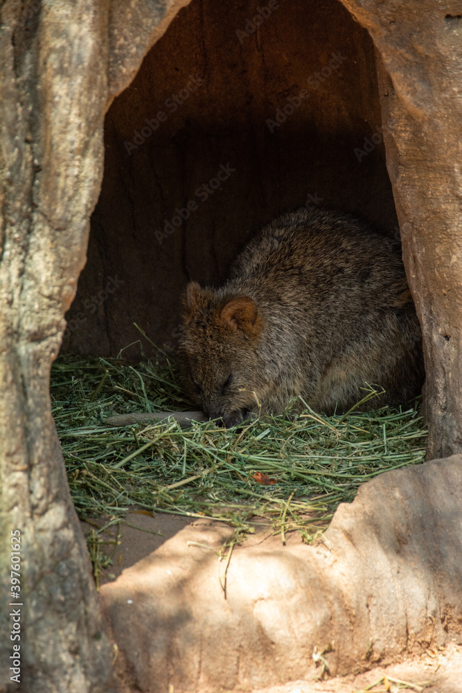 The Australian quokka, also known as the shorttailed scrub wallaby