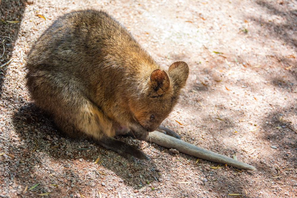Foto de The Australian quokka, also known as the shorttailed scrub