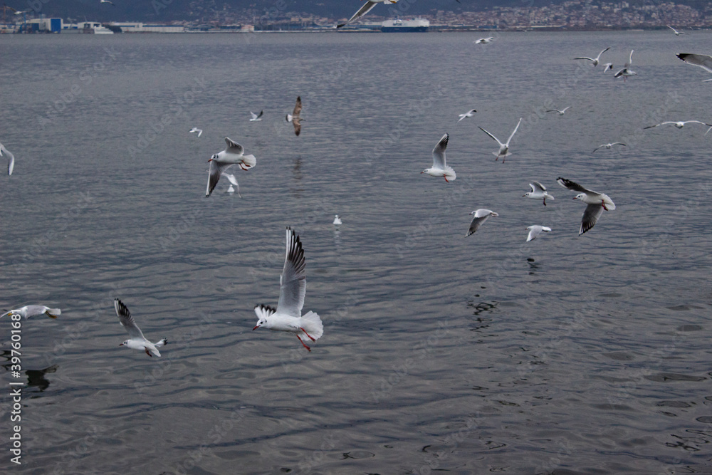 seagulls in flight