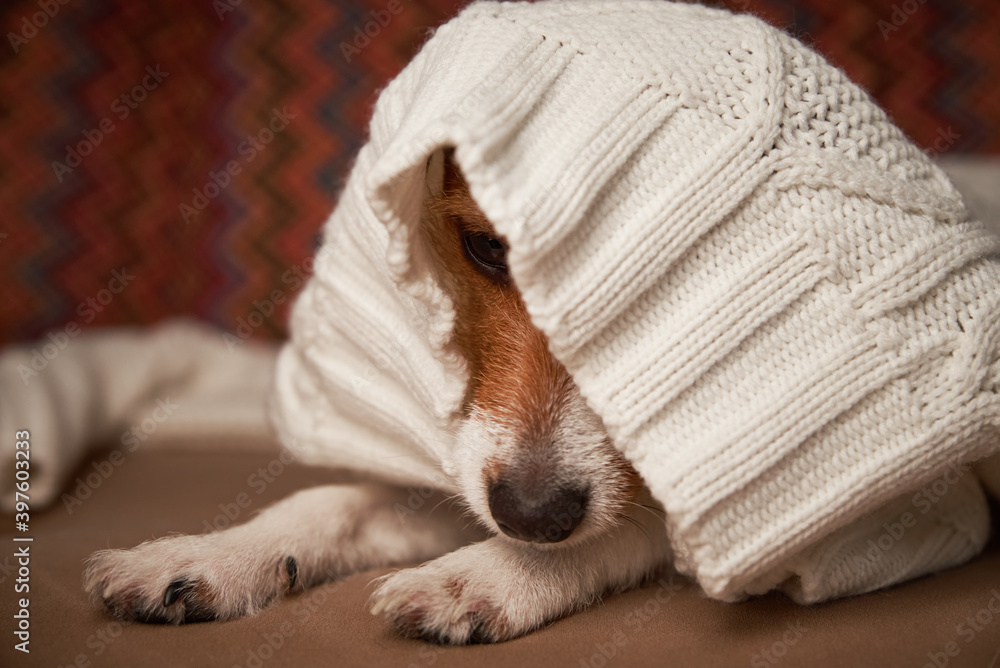 Obraz premium Jack Russell terrier dog keep warm under wool sweater. Pet care concept