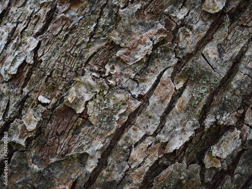background and texture of the Apple tree bark.