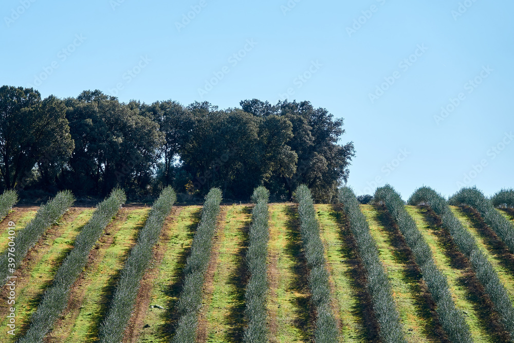 Fototapeta premium View of an Andalusian plantation of young olive trees in parallel rows