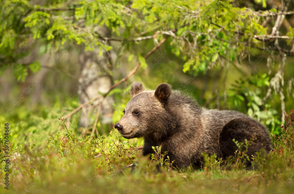 Close up of a cute small Eurasian Brown bear in forest