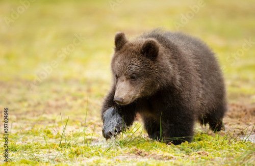 Close up of cute Eurasian Brown bear cub crossing a swamp