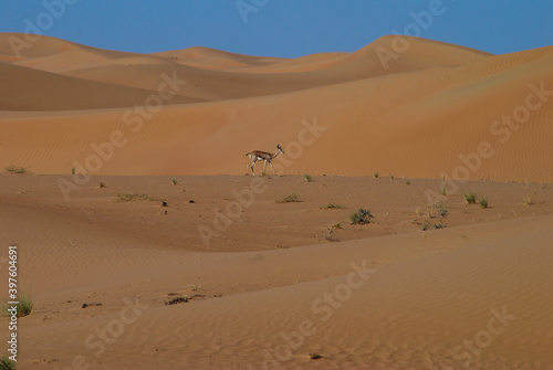 Arabian gazelle walking in sand dunes