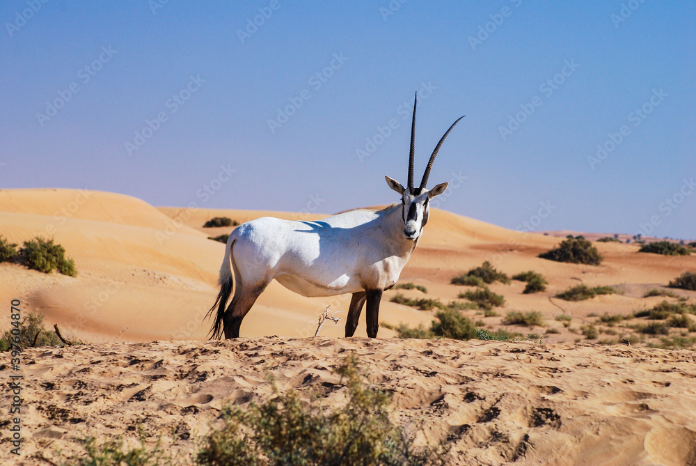 Arabian oryx atop dune Arabian oryx atop dune
