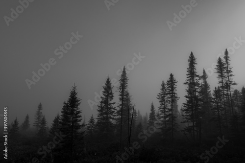 Backlit trees silhouette in mist
