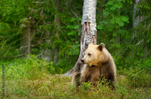 Close up of Eurasian Brown bear sitting by a tree in forest