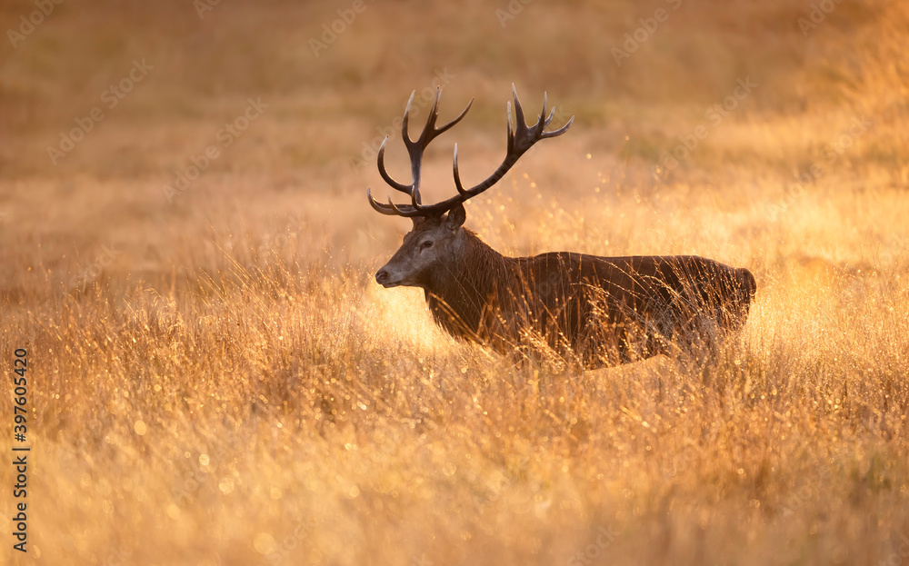 Close-up of a red deer at sunrise Close-up of a red deer at sunrise