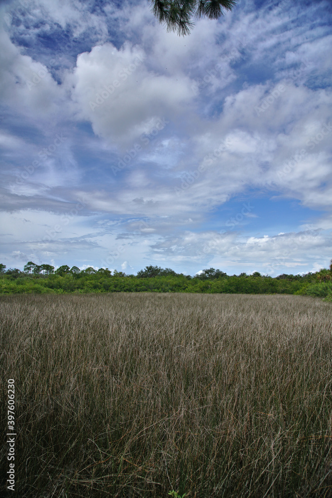 Dramatic sky over reed marsh in tropical Florida 