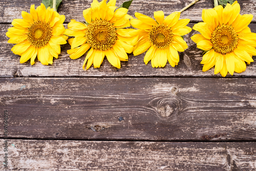 Obraz premium Composition from yellow sunflowers on the wooden background. decorated with mushroom and leaves. Space for text. Flat lay. Autumn season for seeds