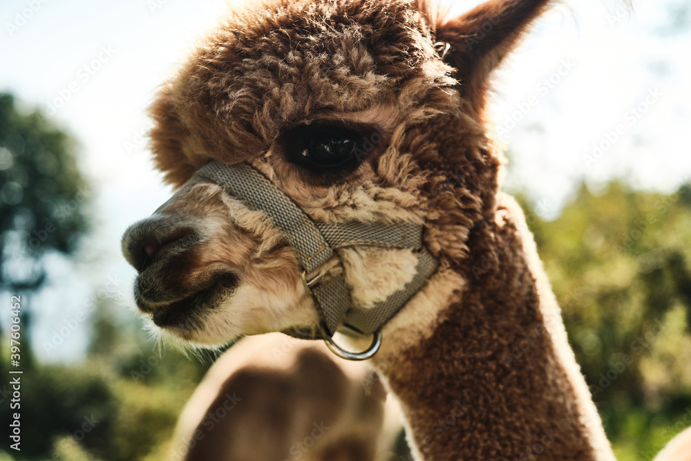 Obraz premium Primo piano di alpaca marrone