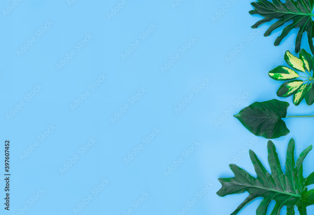 The green of tropical leaves on a blue background. flat bookmark, top view, flat lay The green of tropical leaves on a blue background. flat bookmark, top view, flat lay