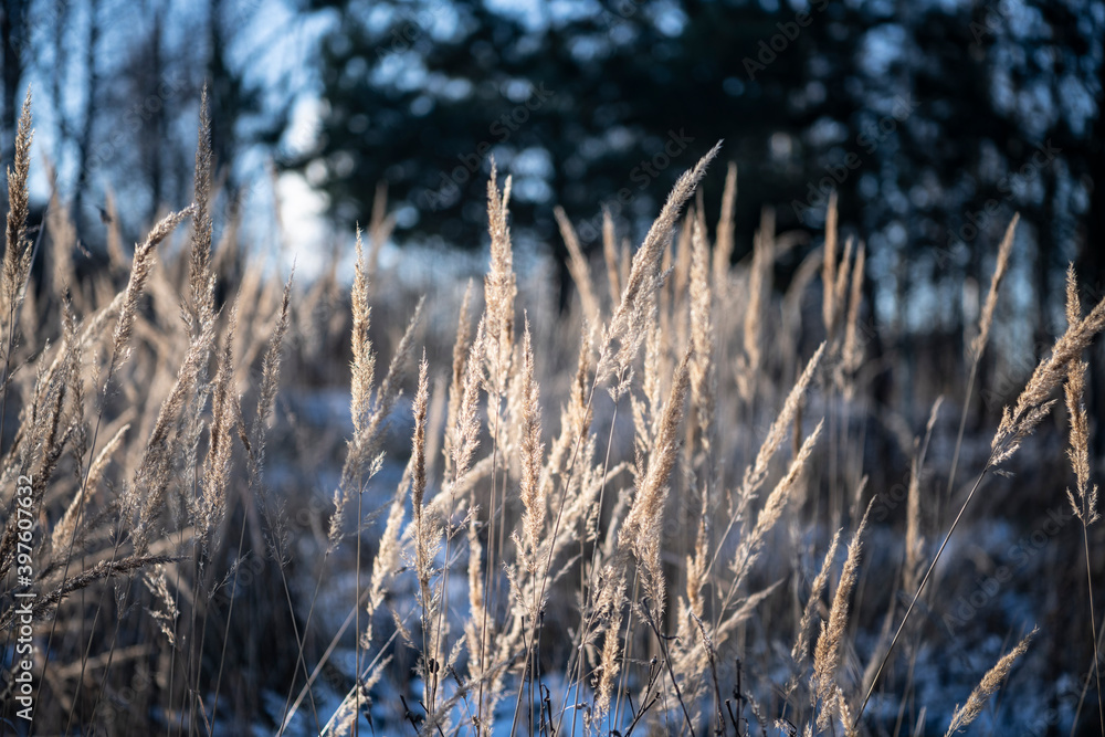 Fototapeta premium forest park vegetation sunny winter day