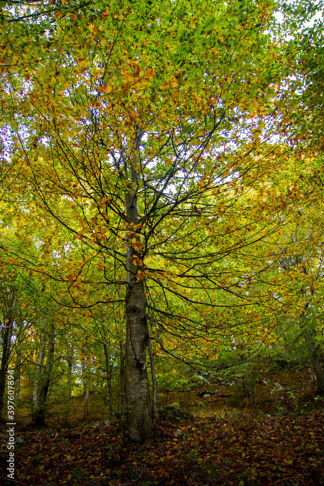 autumn forest and trees wood