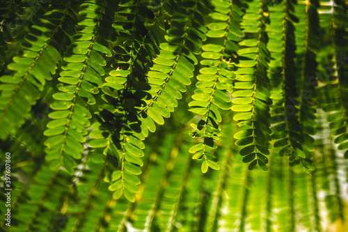 leaf macro jungle forest light green