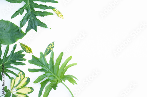 The green of tropical leaves on a white background.   flat bookmark, top view, flat lay